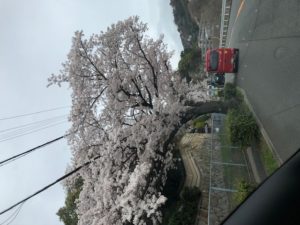住吉川沿いの桜が満開です。
